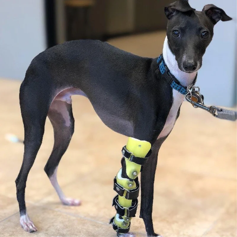 Custom Dog Elbow & Carpal Brace | Front Leg Dog Brace