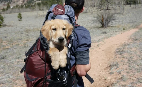 The Joy of Puppy Kisses